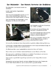 Malaienbär-Steckbrief.pdf